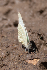 Ascia monuste monuste