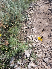 Ratibida columnifera