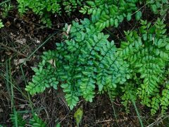 Pellaea pteroides