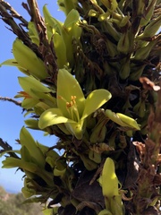 Puya chilensis