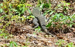 Salvator merianae
