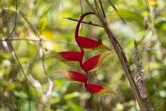 Heliconia rostrata