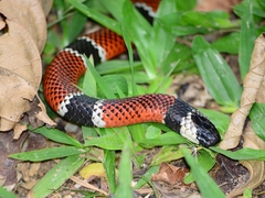 Micrurus corallinus
