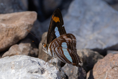Adelpha iphicleola iphicleola