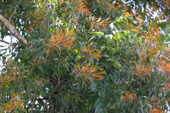 Psittacanthus schiedeanus