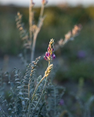 Astragalus magdalenae