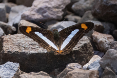 Adelpha iphicleola iphicleola