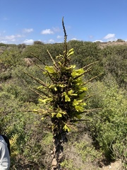 Puya chilensis