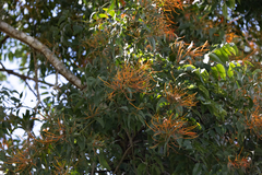 Psittacanthus schiedeanus
