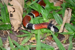 Micrurus corallinus
