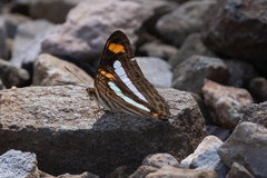 Adelpha iphicleola iphicleola