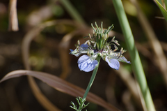 Nigella gallica