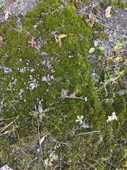 Bryum argenteum