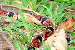 Micrurus corallinus