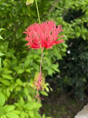 Hibiscus schizopetalus