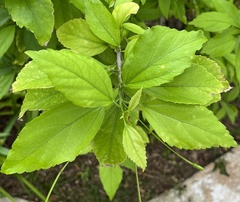 Hibiscus schizopetalus
