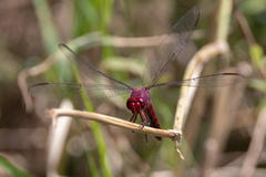 Orthemis discolor