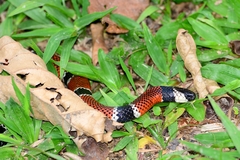 Micrurus corallinus