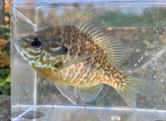 Lepomis gibbosus × macrochirus