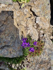 Campanula saxifraga