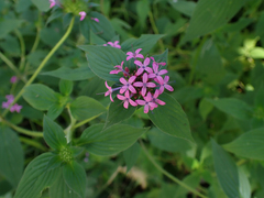 Crusea hispida