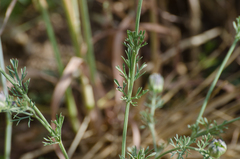 Nigella gallica