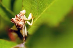 Phymata (Phymata) fasciata image