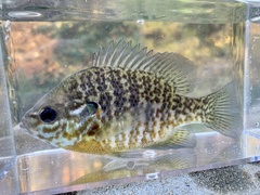 Lepomis gibbosus × macrochirus