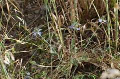 Nigella gallica