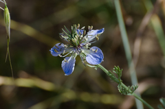 Nigella gallica