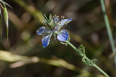 Nigella gallica