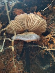 Cyanula