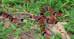Micrurus corallinus