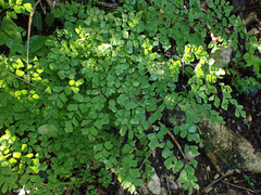 Adiantum tenerum