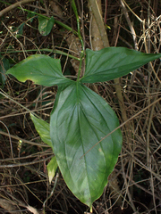 Syngonium podophyllum