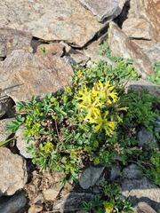 Sibbaldia parviflora