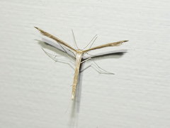 Pterophoridae