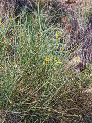 Genista cinerea