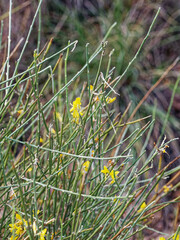 Genista cinerea