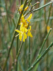 Genista cinerea