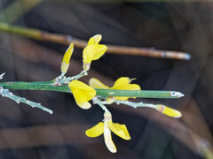 Genista cinerea