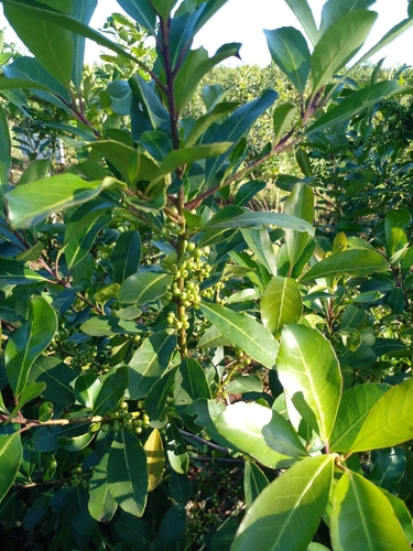 Image of Ilex paraguariensis by (c) E. Goossen, some rights reserved (CC BY)