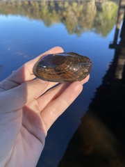 Sagittunio subrostratus