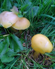 Hygrocybe quieta