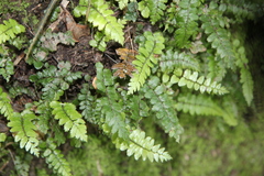 Blechnum filiforme