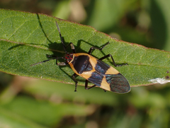 Oncopeltus fasciatus