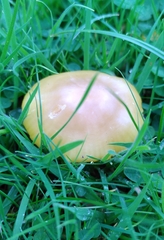 Hygrocybe quieta
