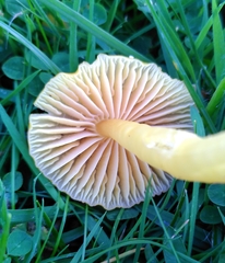 Hygrocybe quieta
