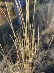 Thinopyrum obtusiflorum