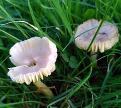 Hygrocybe quieta